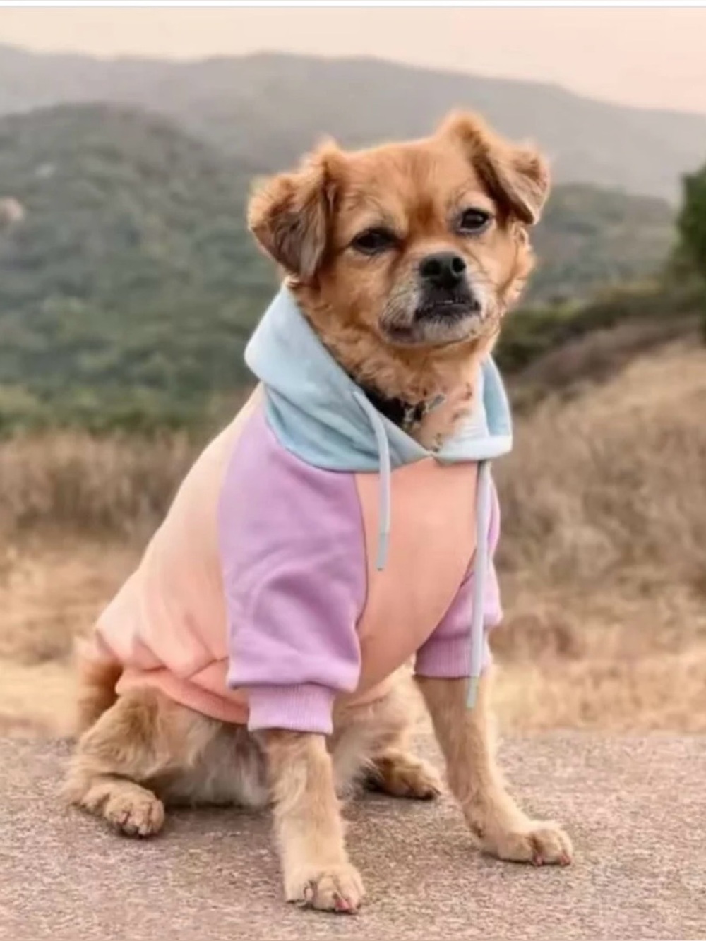 Spark Paws Pastel Multicolor Dog Hoodie - Soft Pink, Lavender & Light Blue